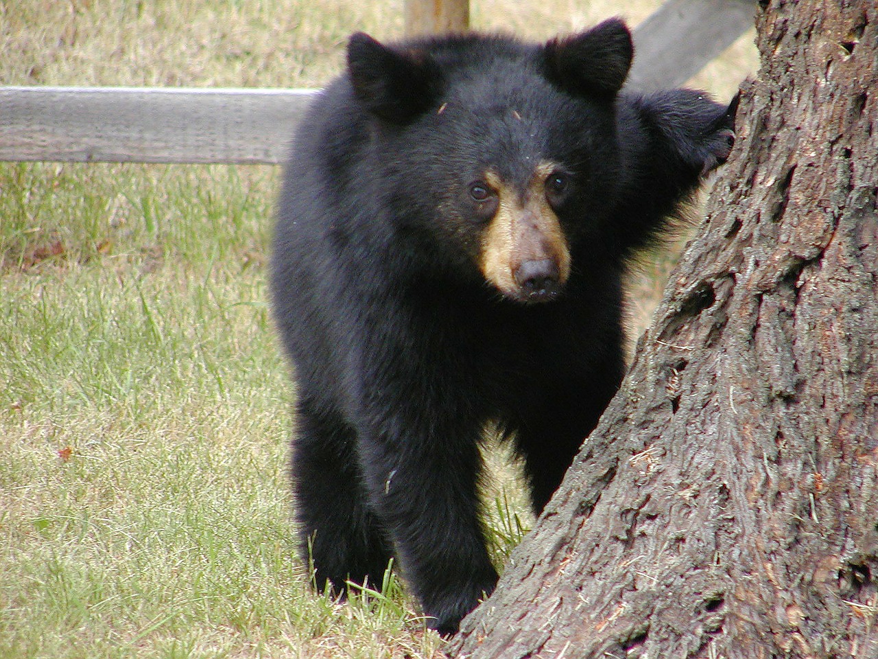 bear cub animal free photo