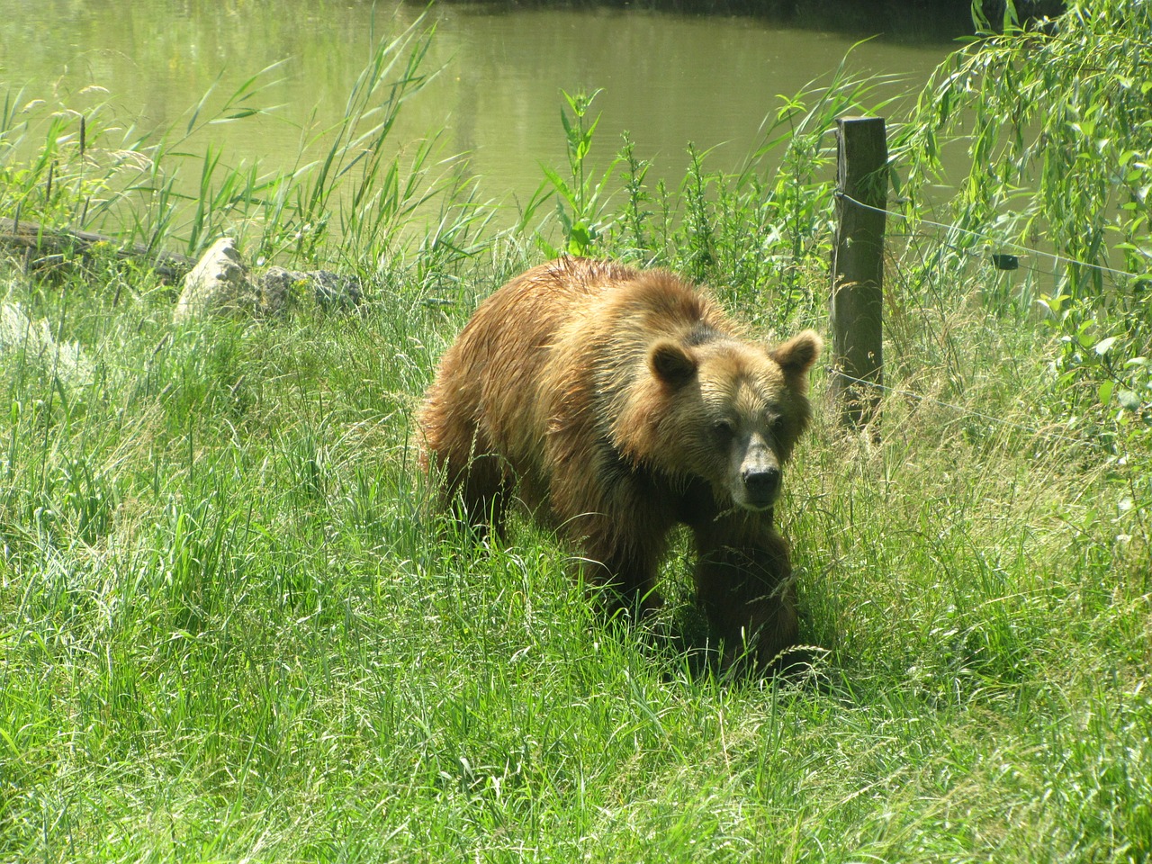 bear animals brown bear free photo