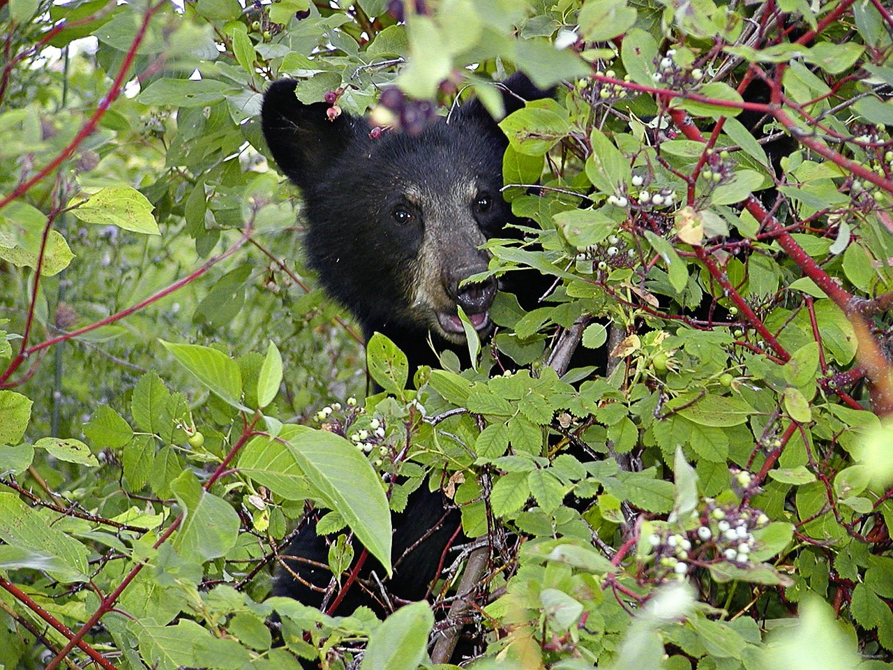bear cub black free photo