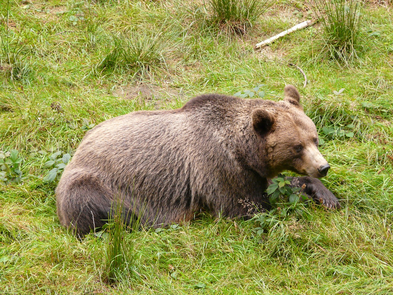 bear brown bear forest free photo