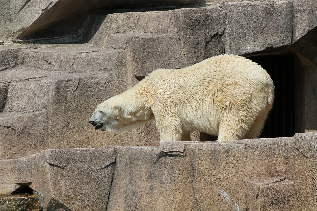 bear polar bear zoo free photo