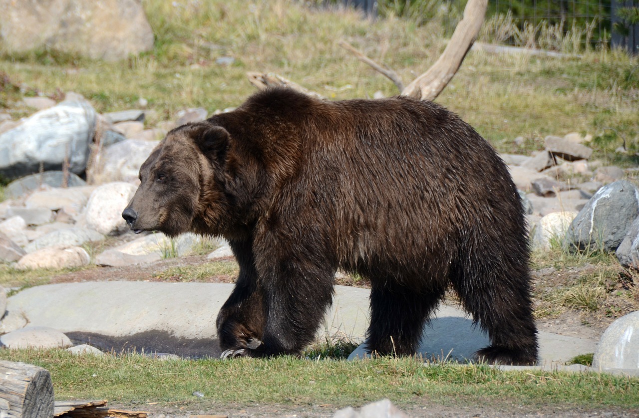 bear grizzly grizzly bear free photo