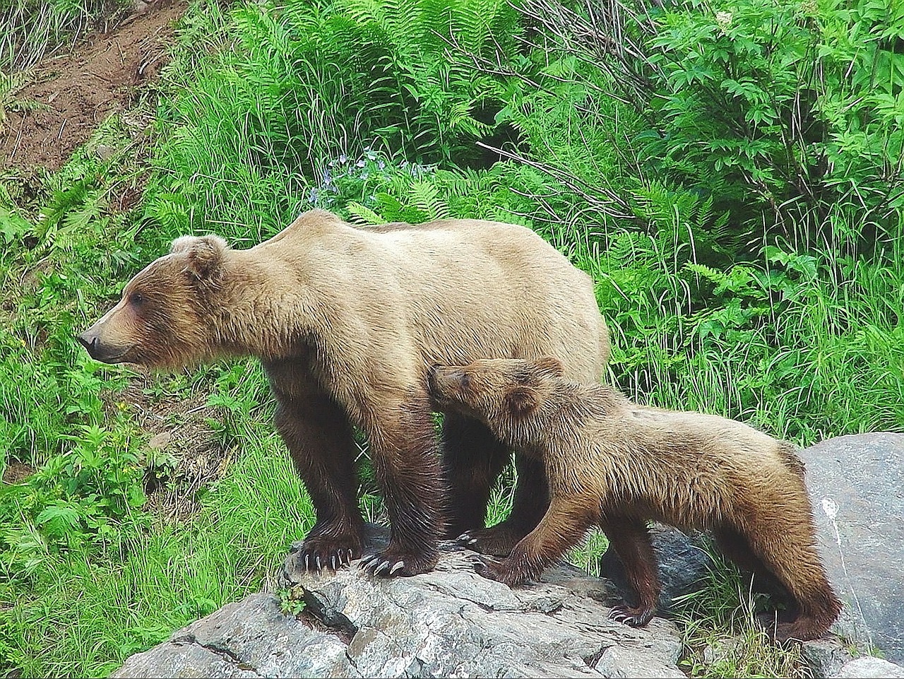 bear cub alaska free photo