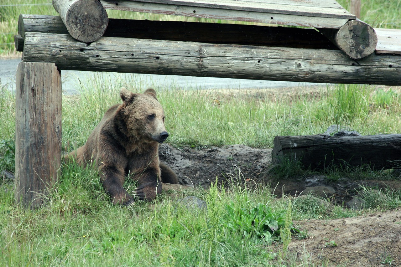 bear wildlife animal free photo