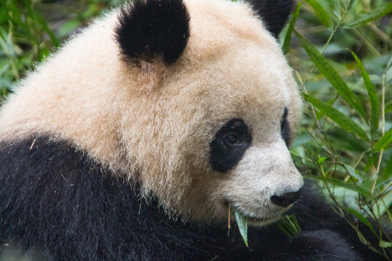 bear panda black and white free photo