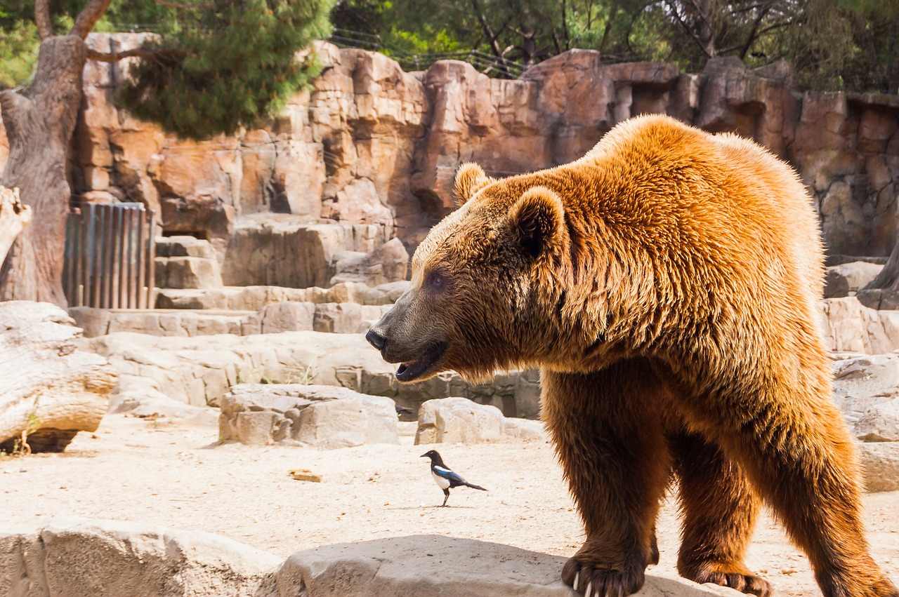 bear pardo zoo free photo