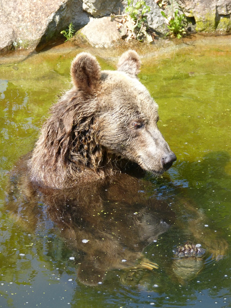 bear zoo animal free photo