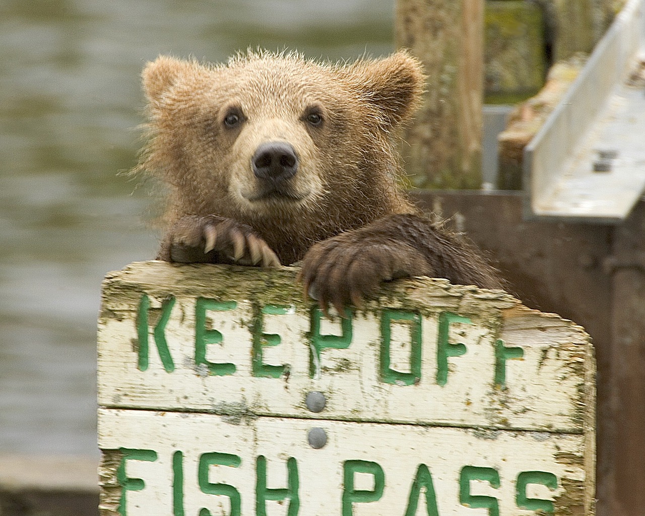 bear cub brown free photo