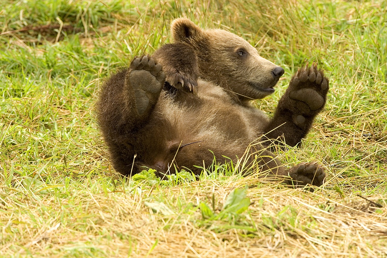 bear cub brown free photo