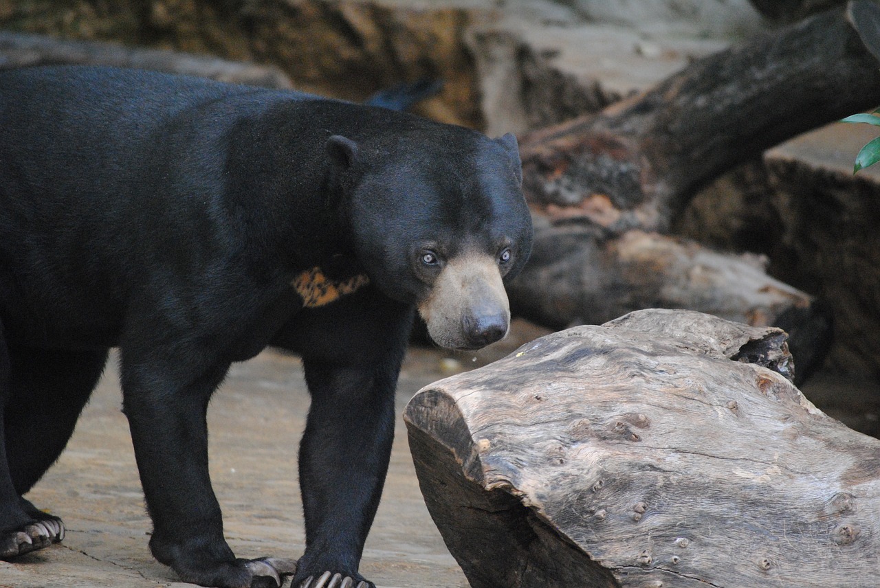 bear black animal free photo