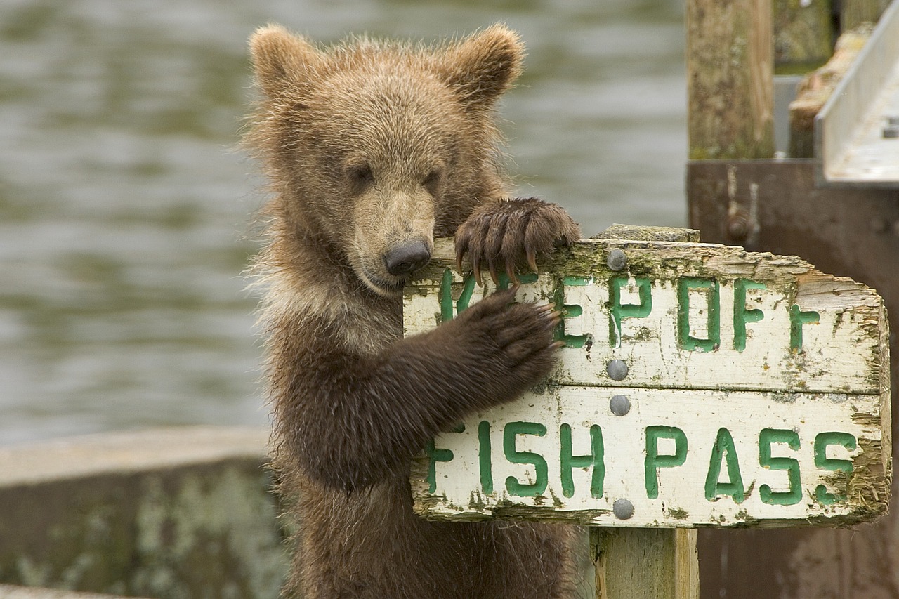 bear cub brown free photo