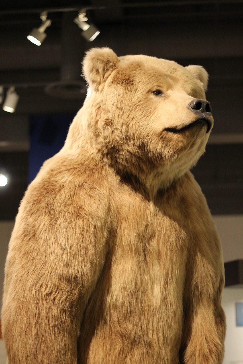 bear museum alaska free photo