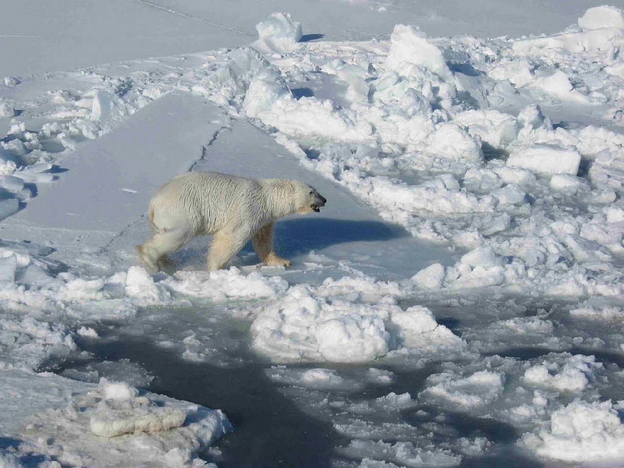 bear polar ice free photo