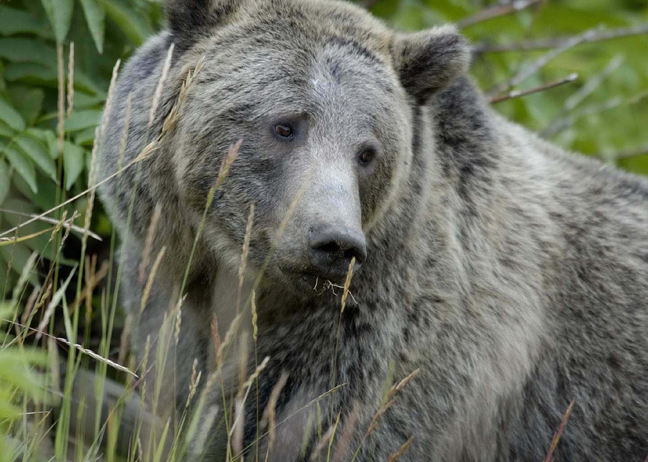 bear grizzly wildlife free photo