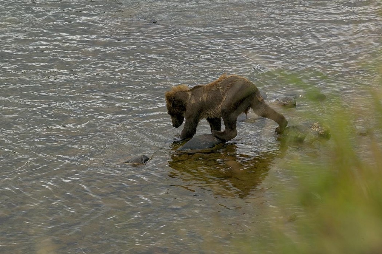 bear cub water free photo