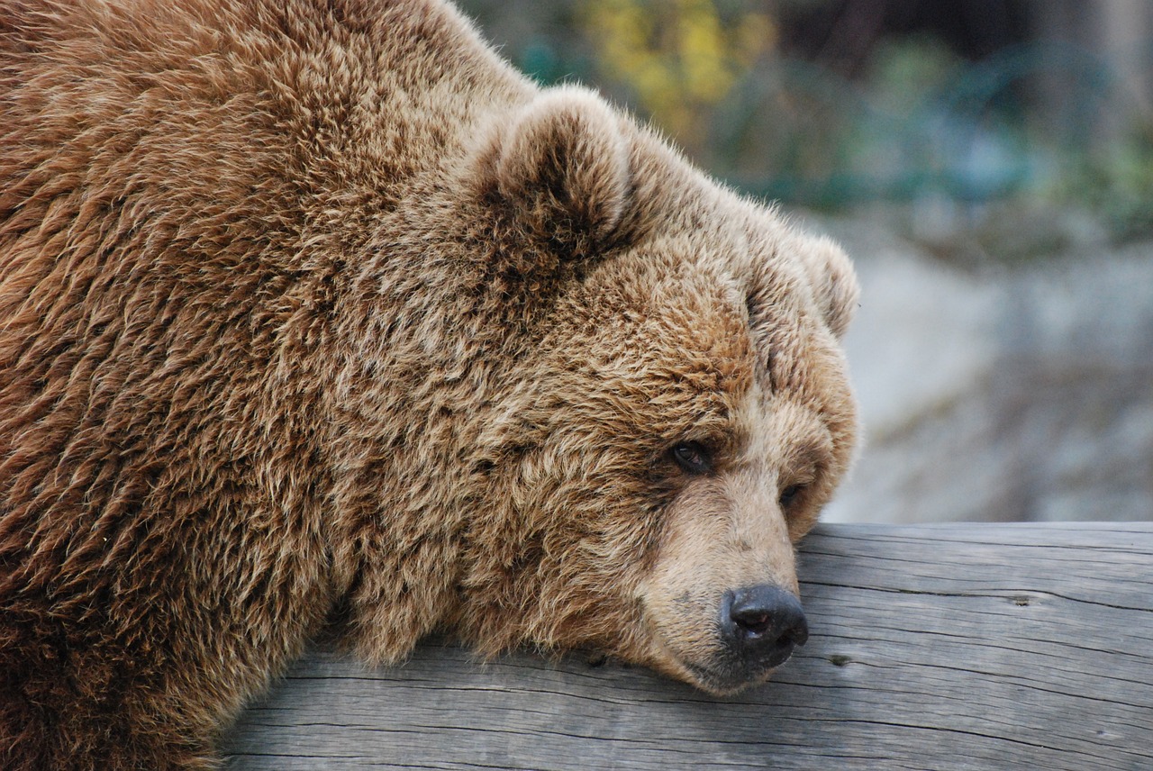 bear rest zoo free photo