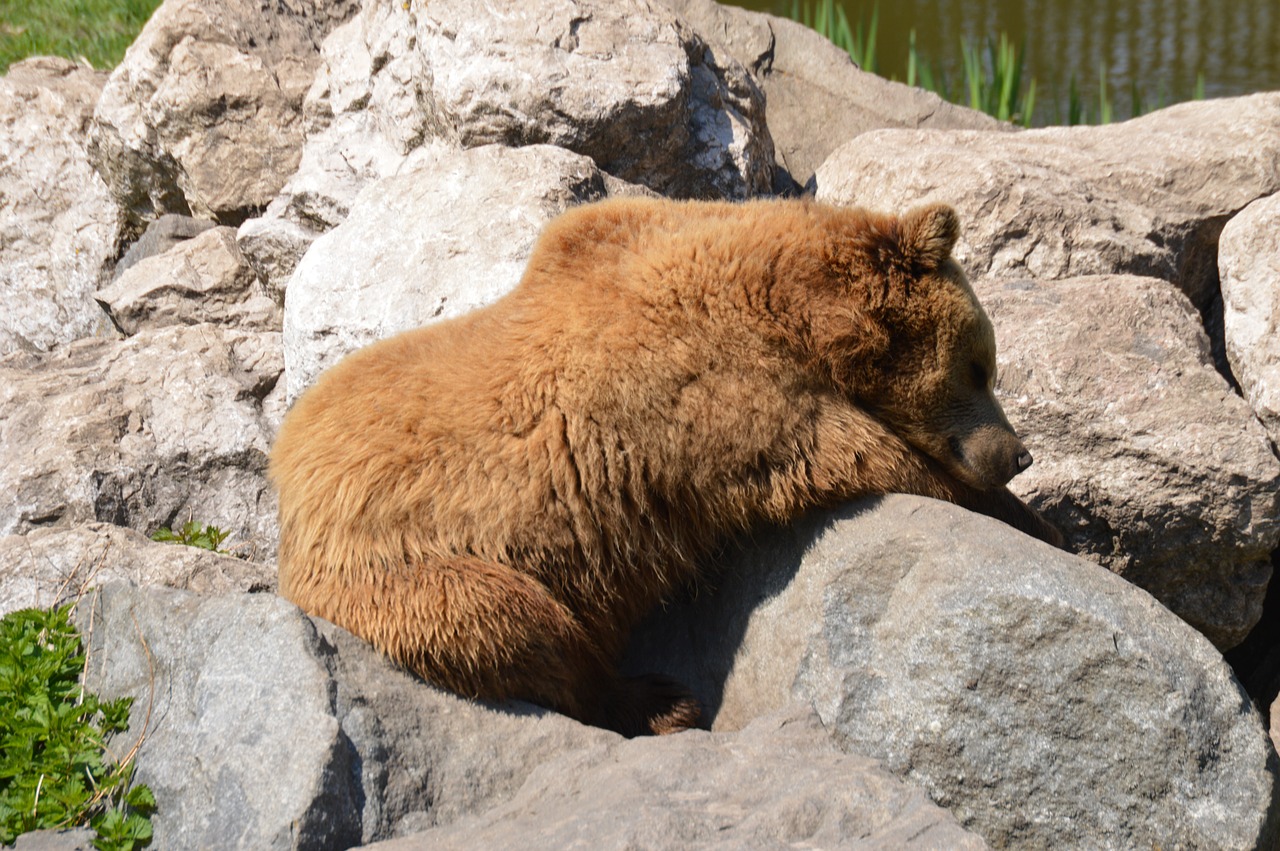 bear brown bear fur free photo