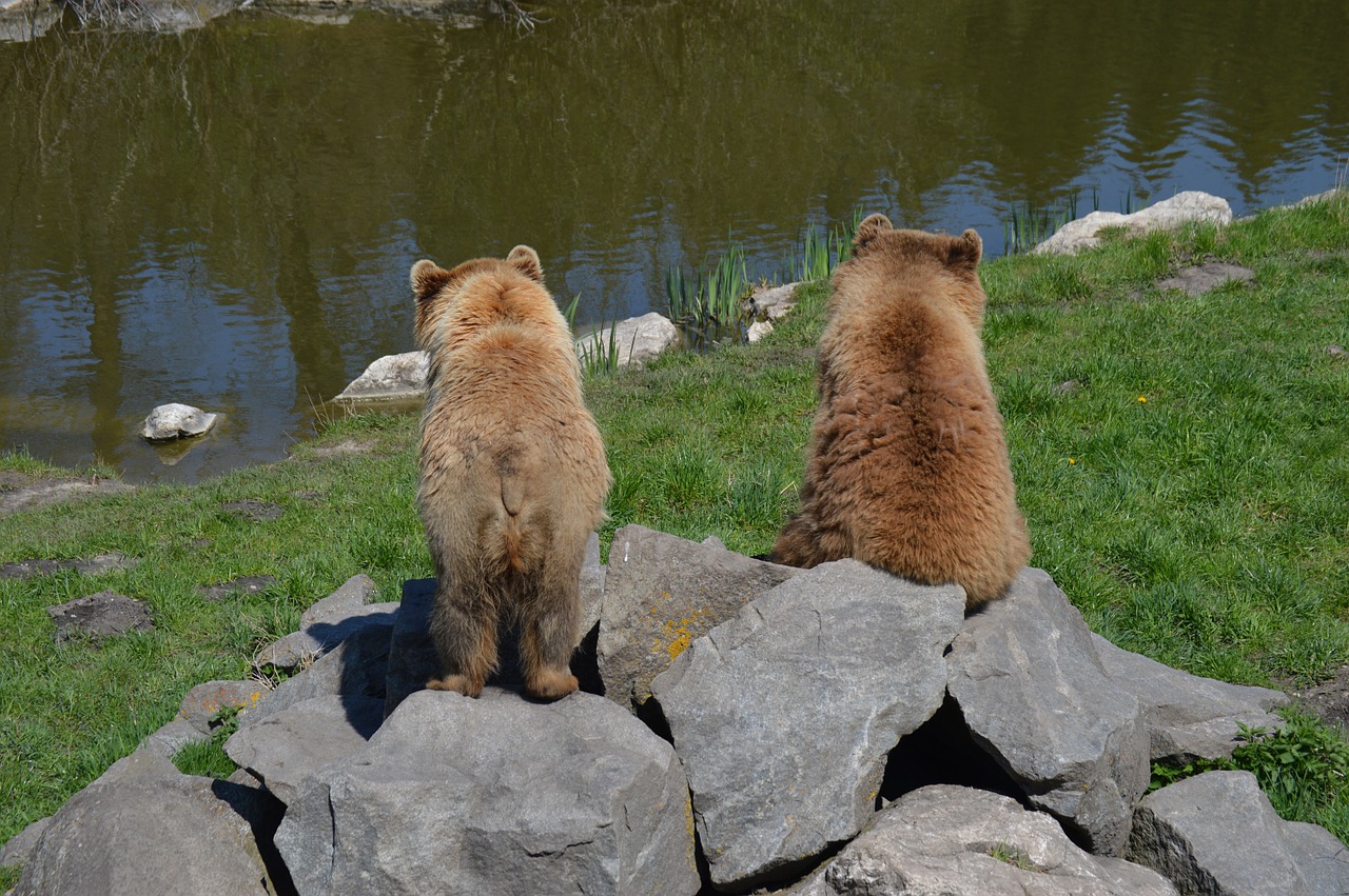 bear brown bear fur free photo