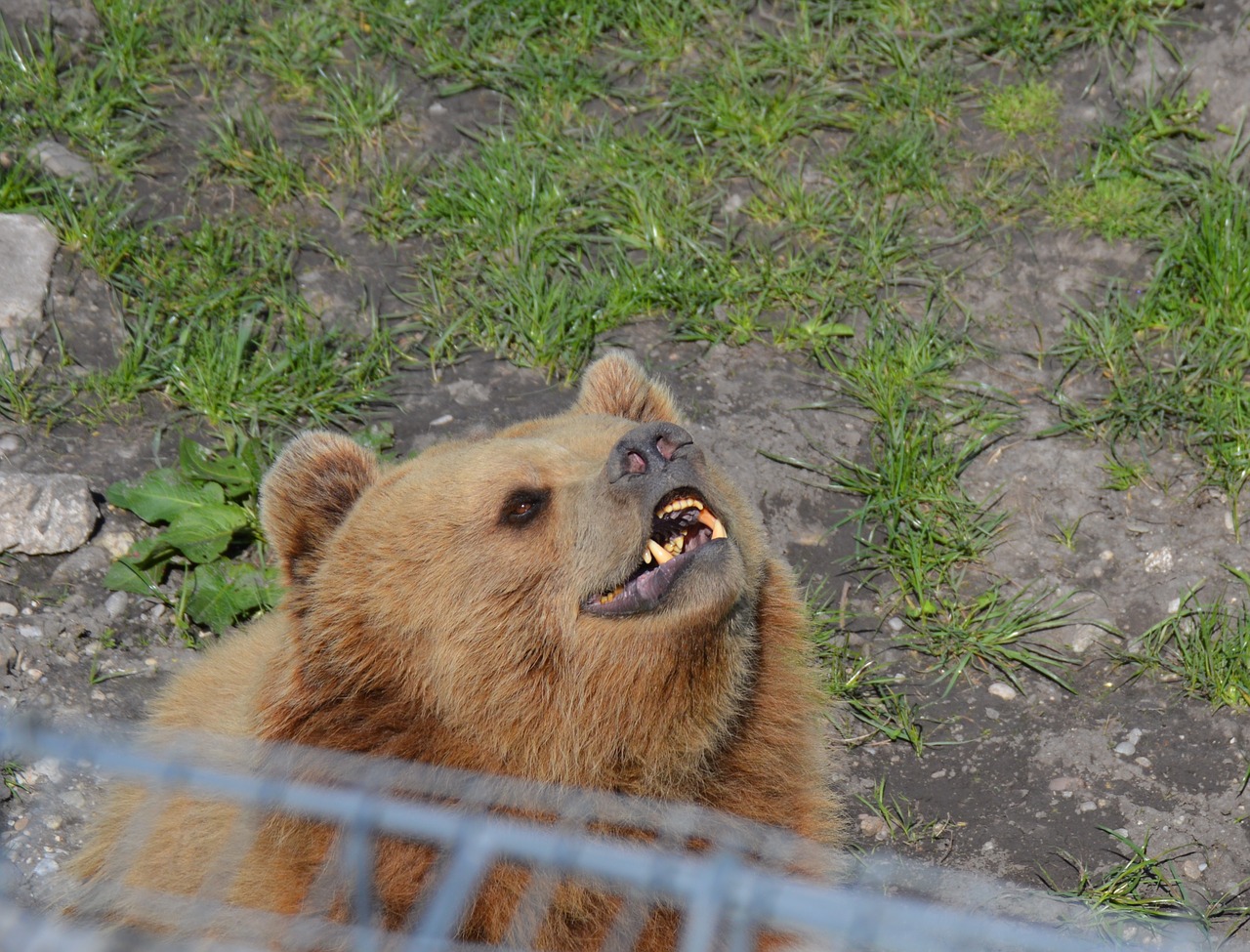 bear brown bear tired free photo