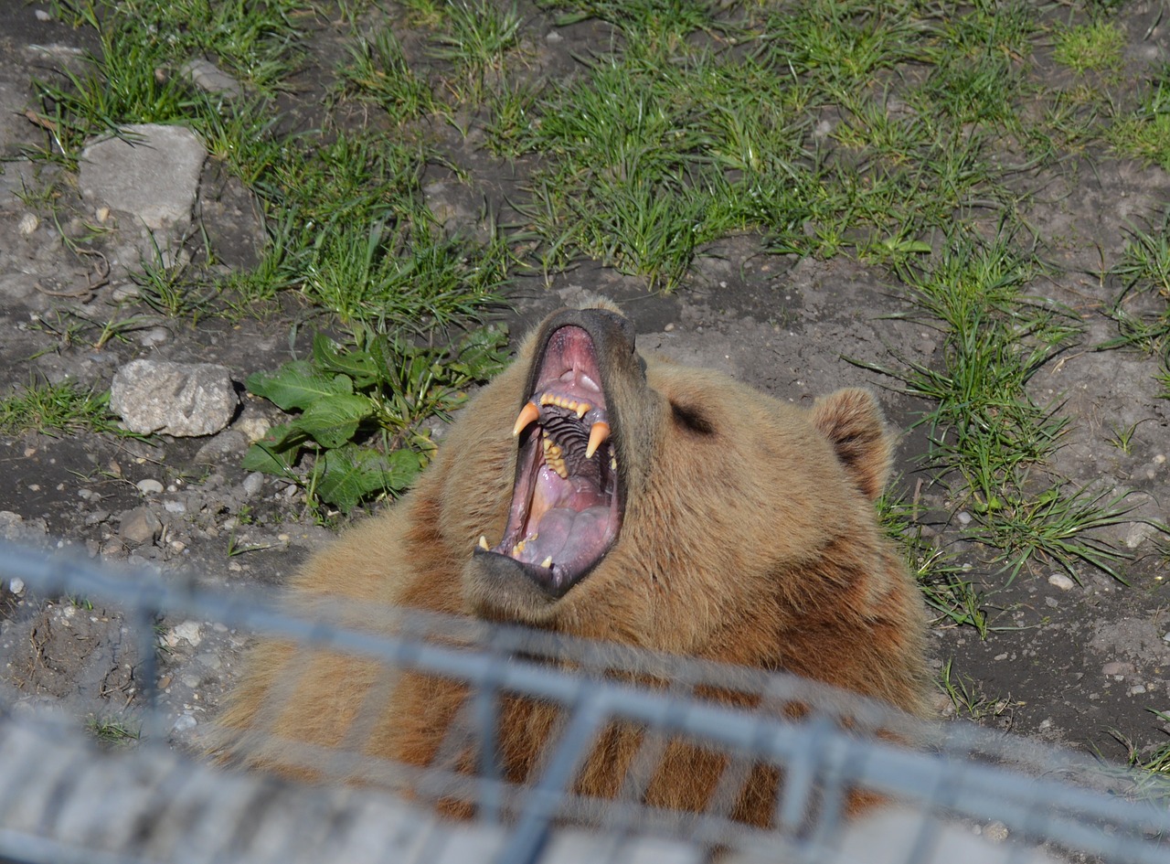 bear brown bear tired free photo