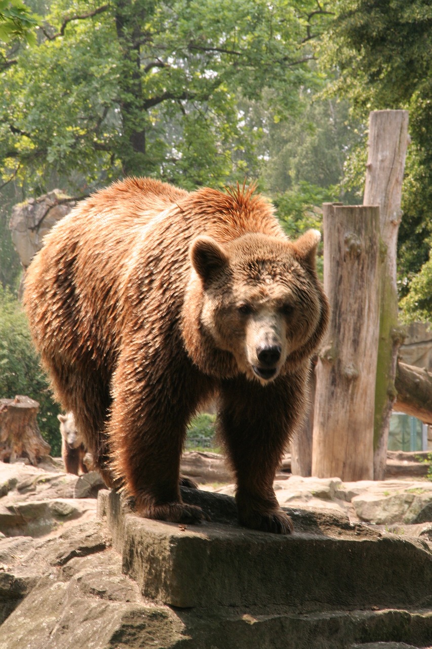 bear zoo bear enclosure free photo