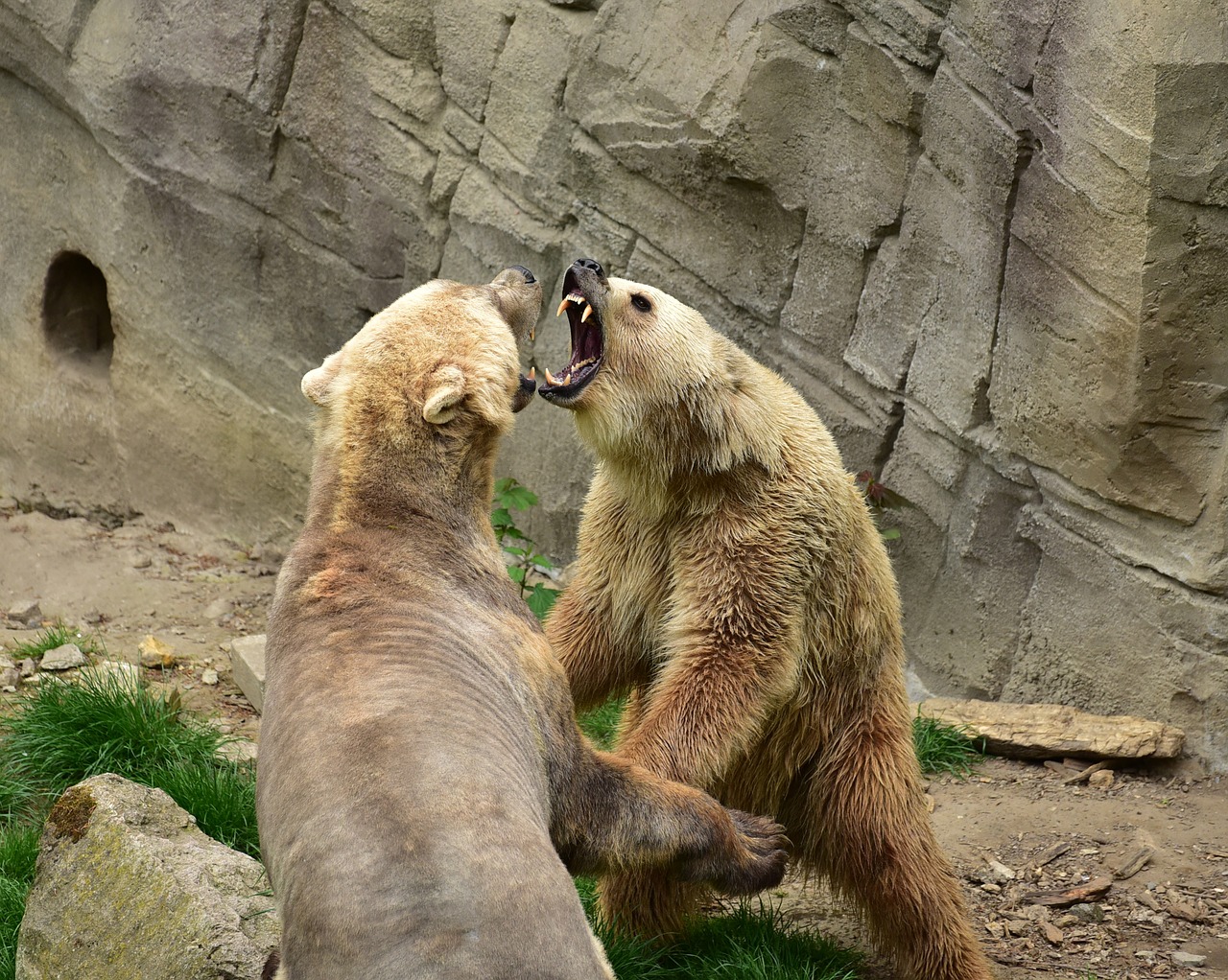 bear predators mammals free photo