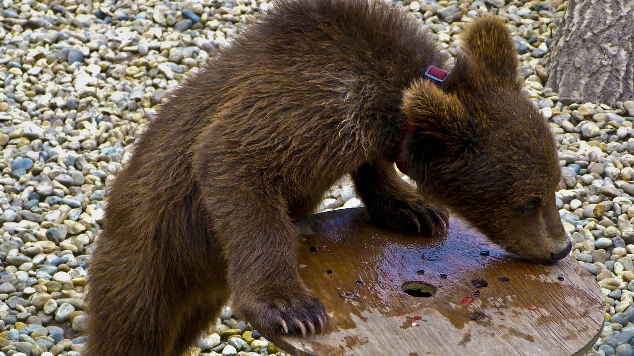 bear puppy animal free photo