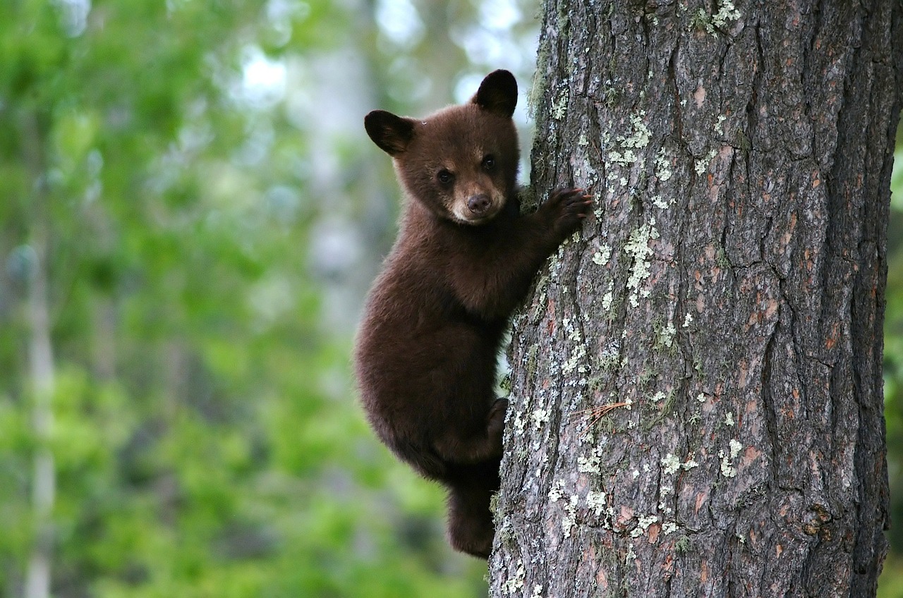 bear cub tree free photo