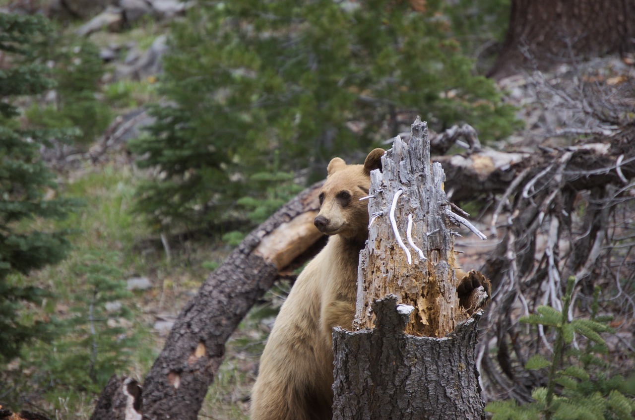 bear lassen national park free photo