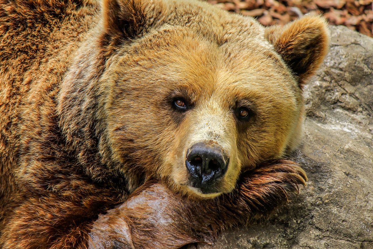 bear animals zoo free photo