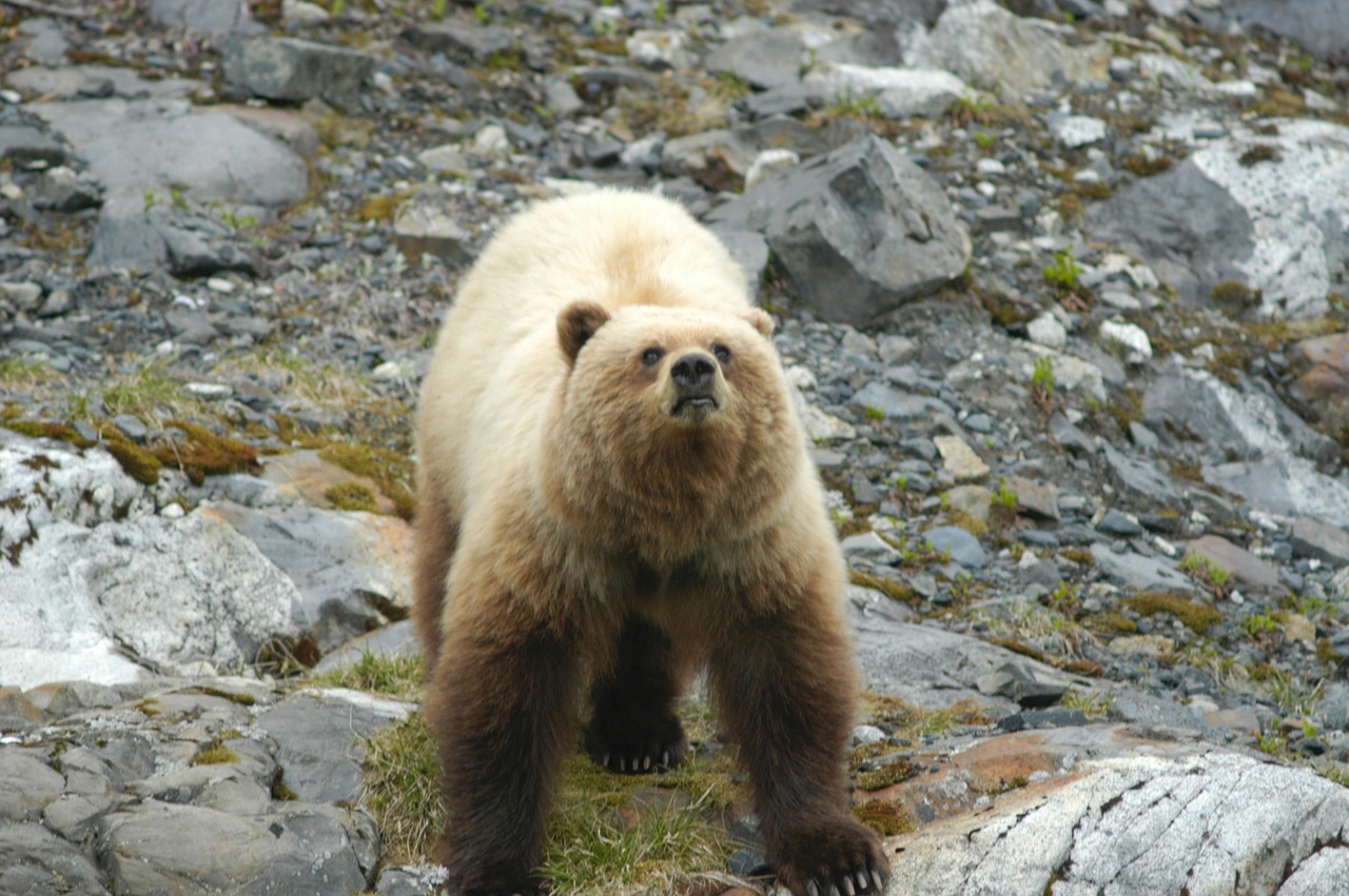 bear adult brown free photo