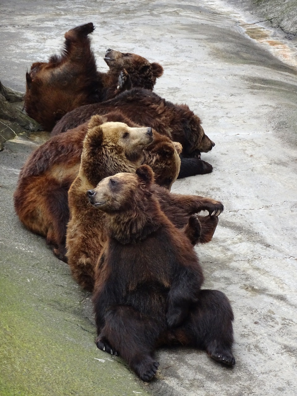 bear zoo welfare free photo