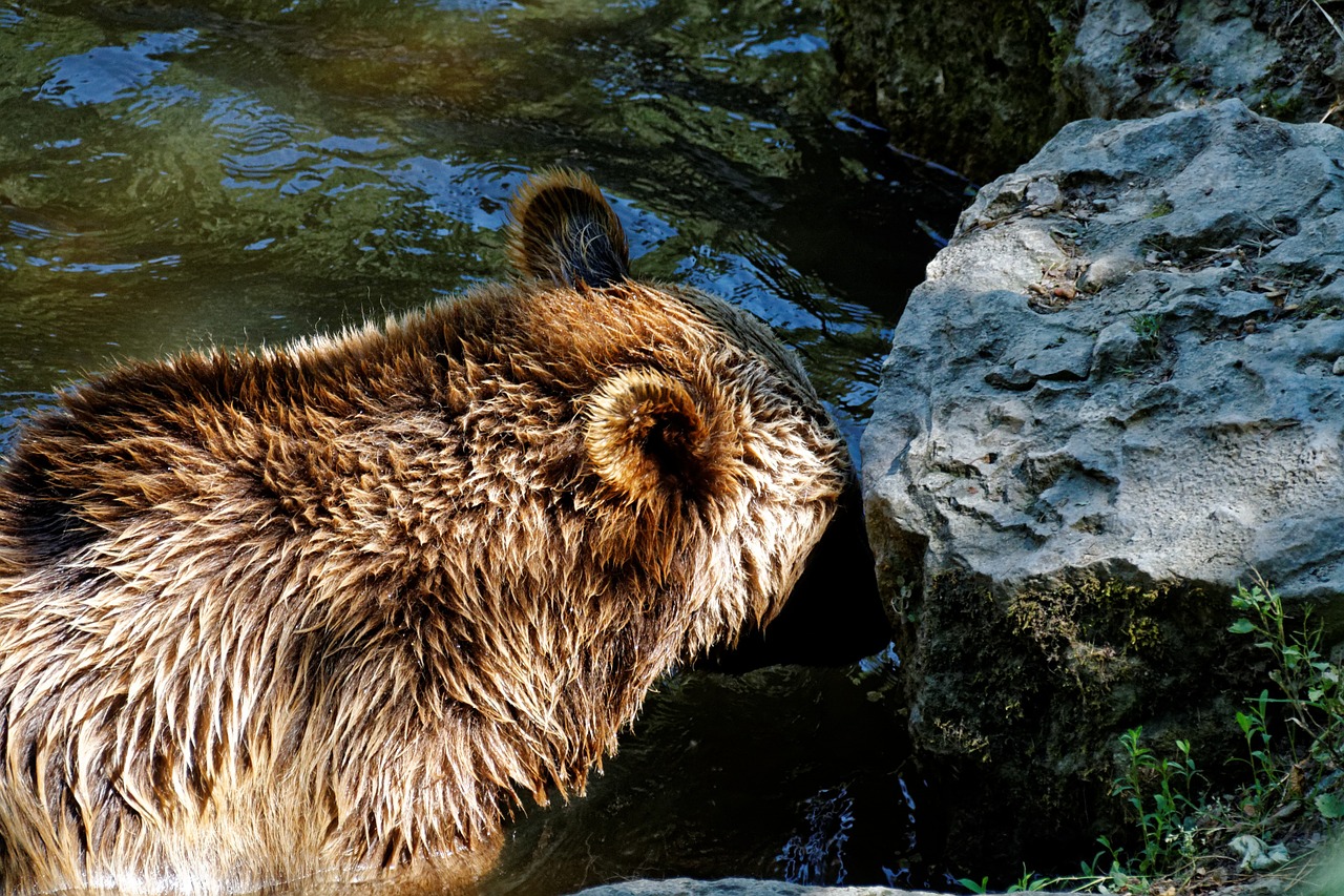 bear brown bear wild free photo