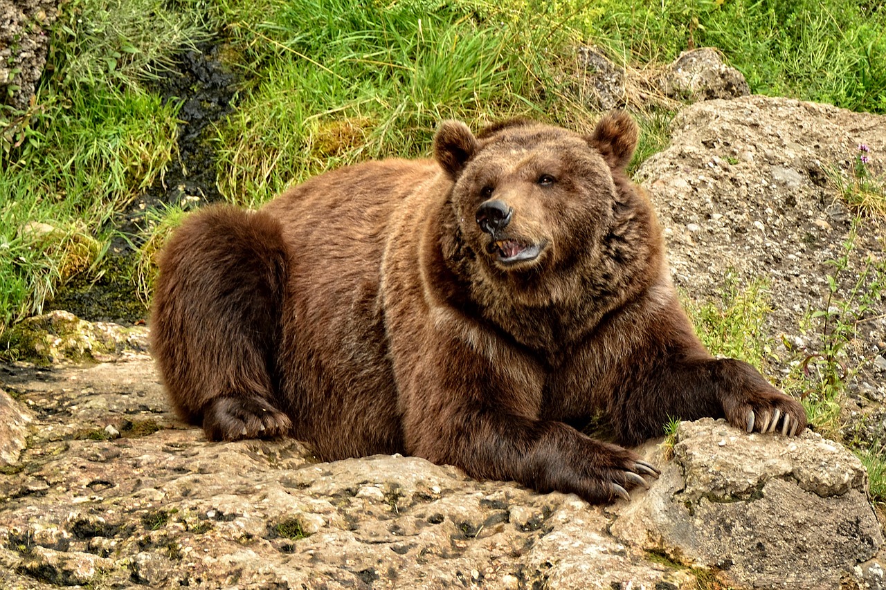 bear brown bear wild animal free photo