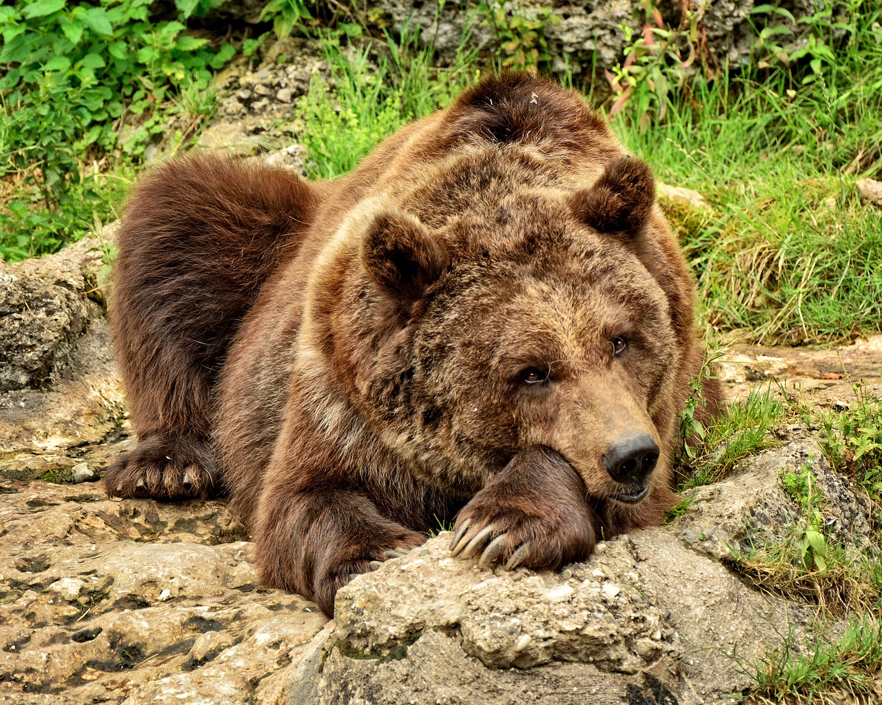 bear brown bear wild animal free photo