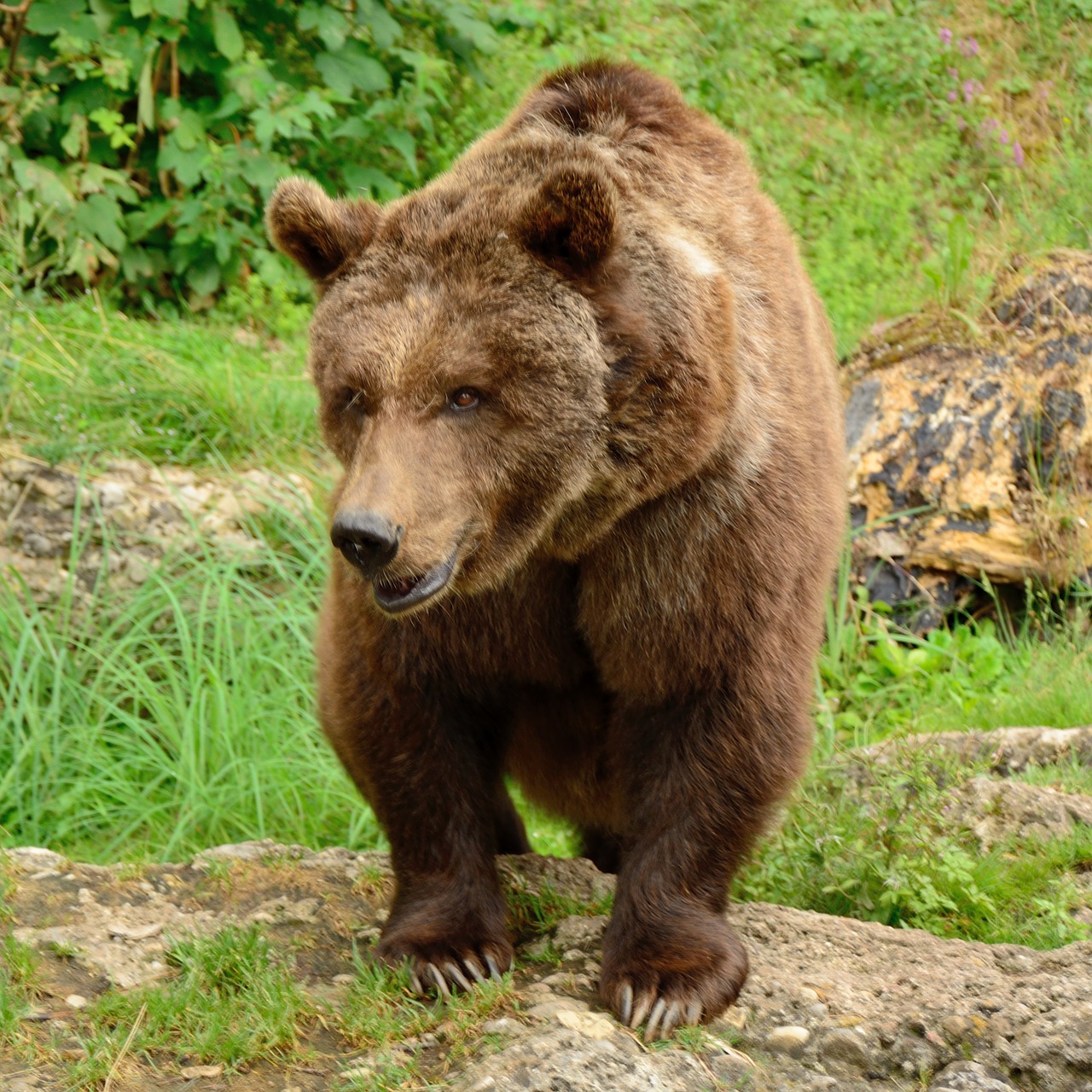 bear brown bear wild animal free photo