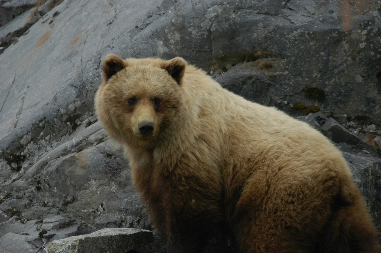 bear adult brown free photo