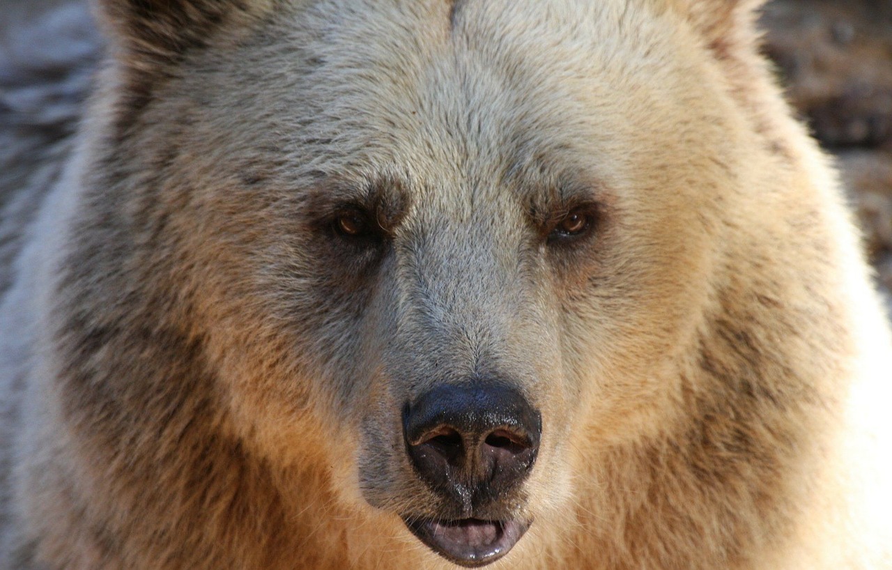 bear grizzly wildlife free photo