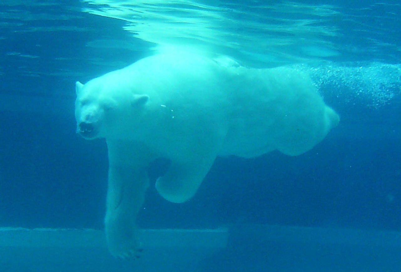 bear polar diving free photo