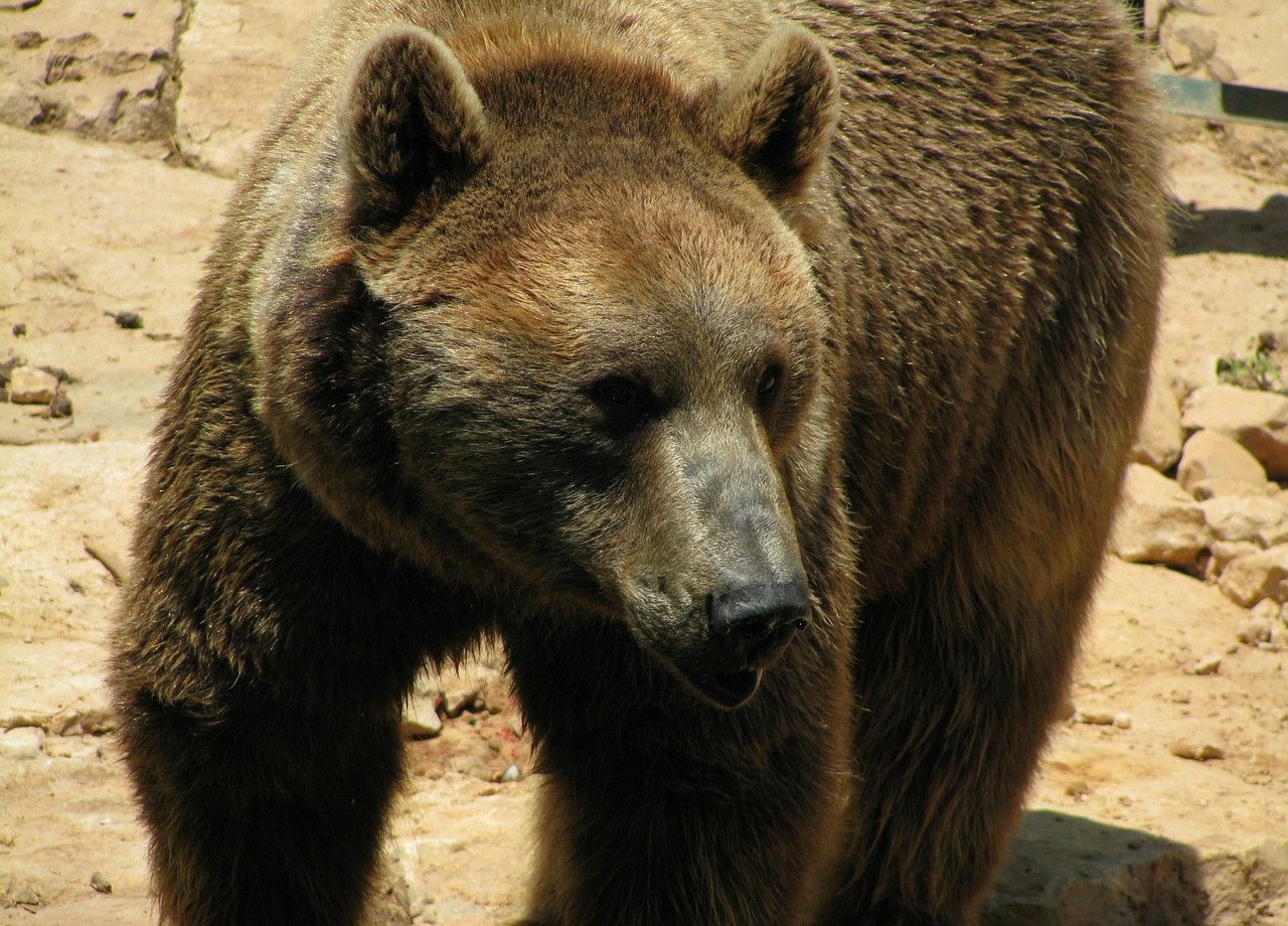 bear head brown bear free photo