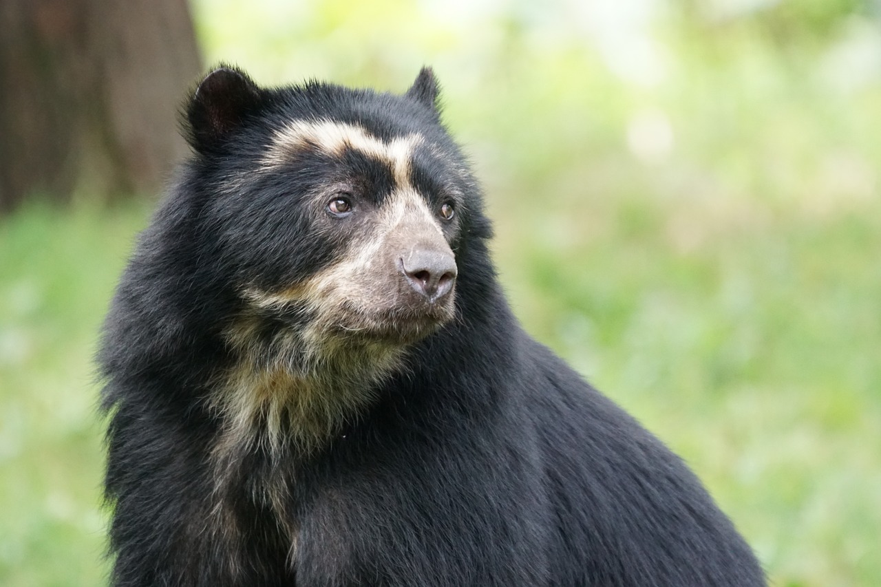 bear mammal enclosure free photo
