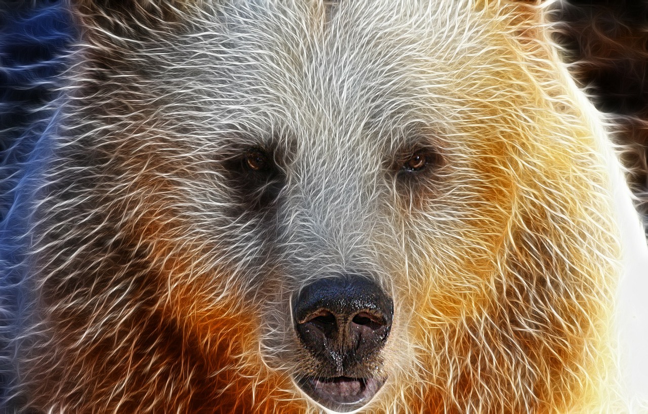 bear face portrait free photo