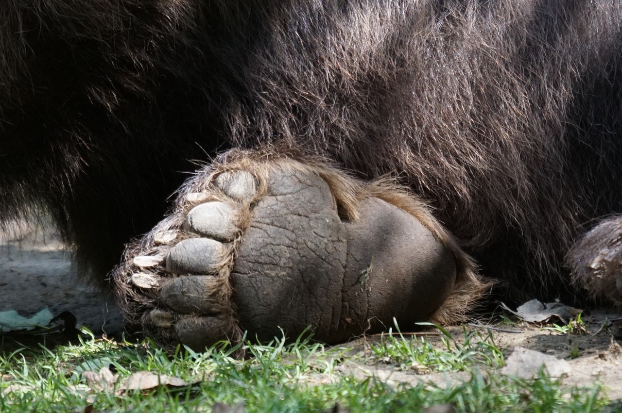 bear paw zoo free photo