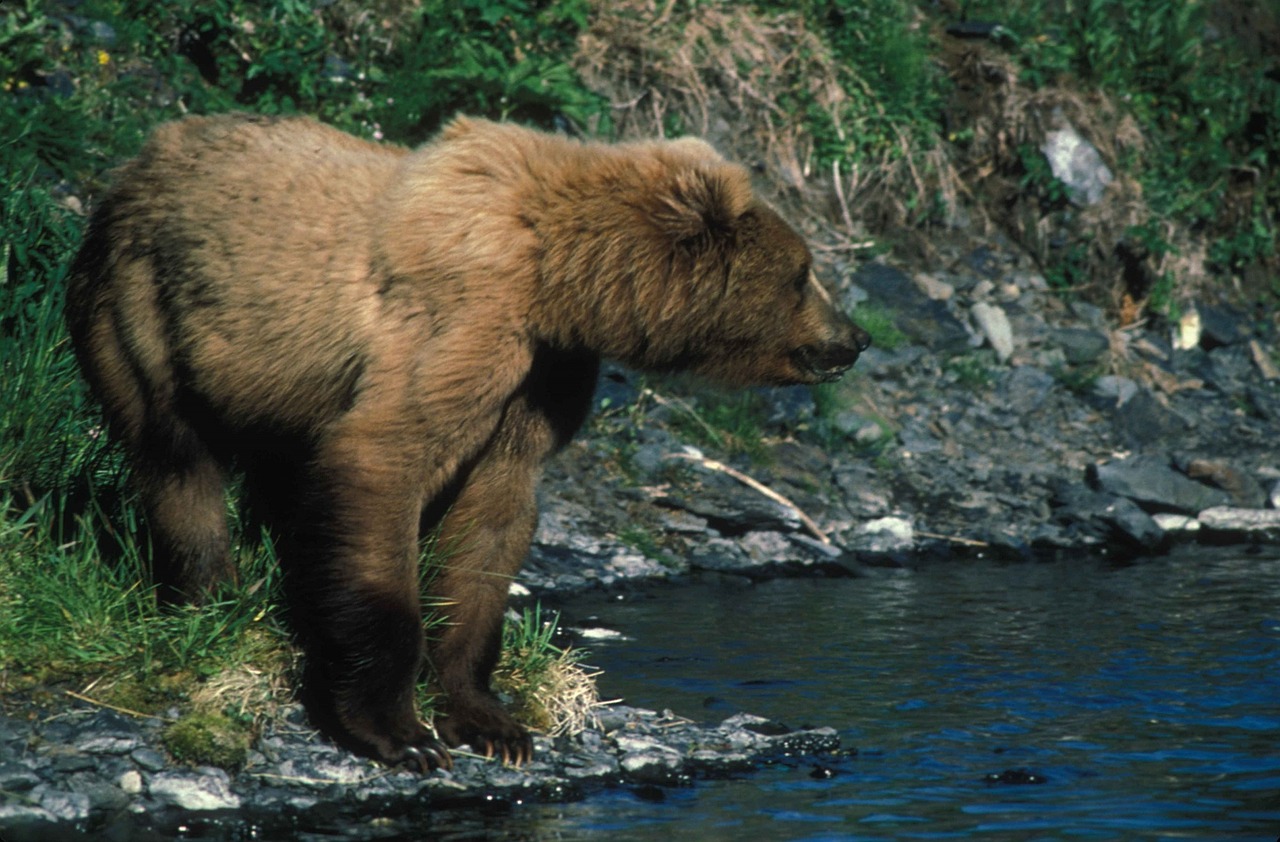 bear water standing free photo