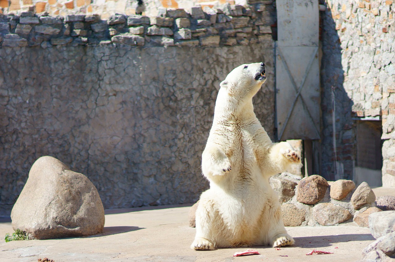 polar bear white bear bear free photo