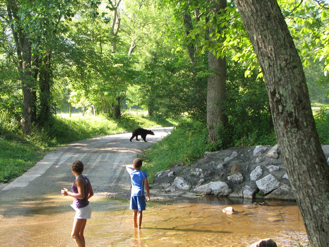 bear children smoky mountain free photo