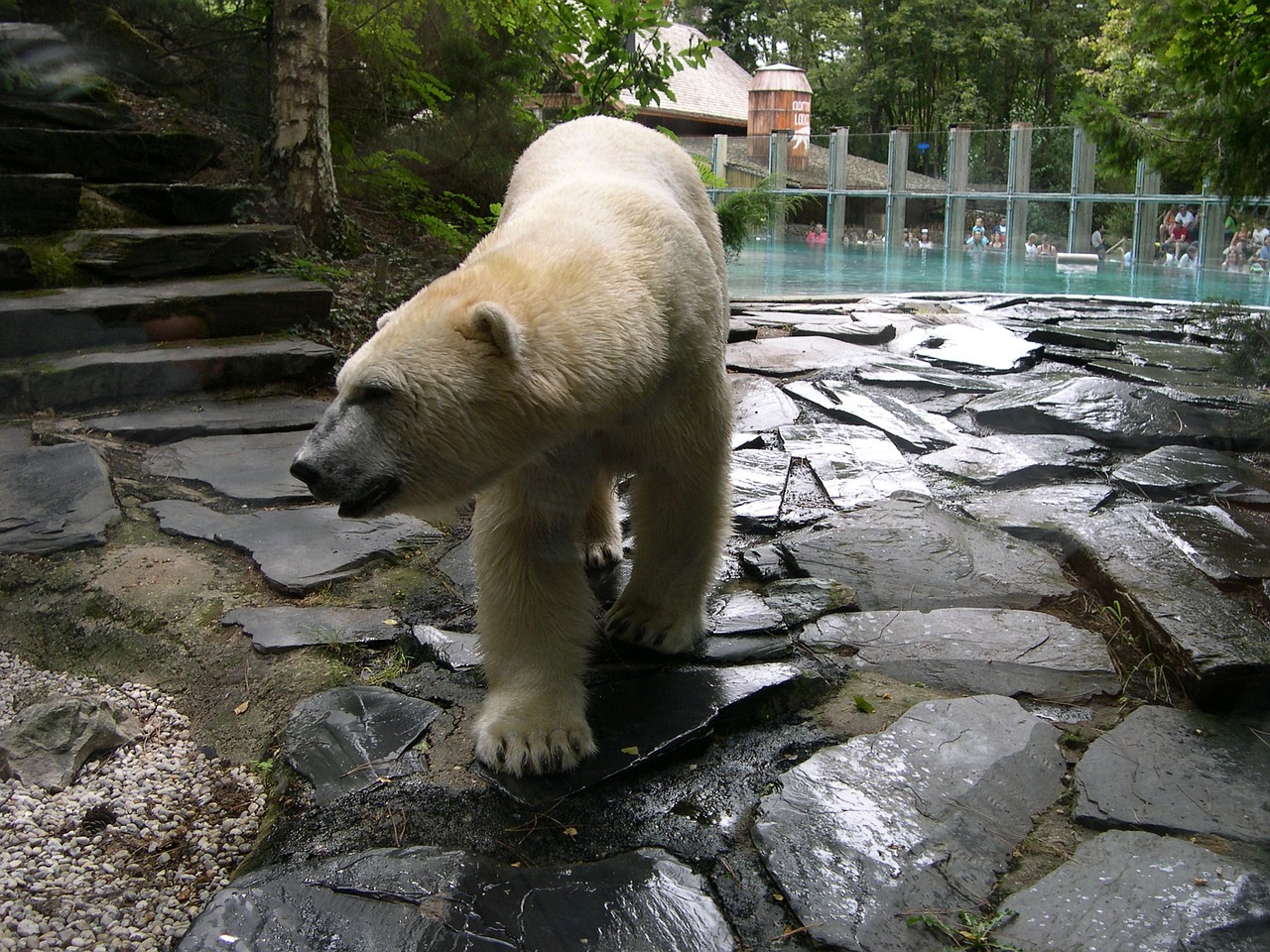 bear zoo arrow there free photo