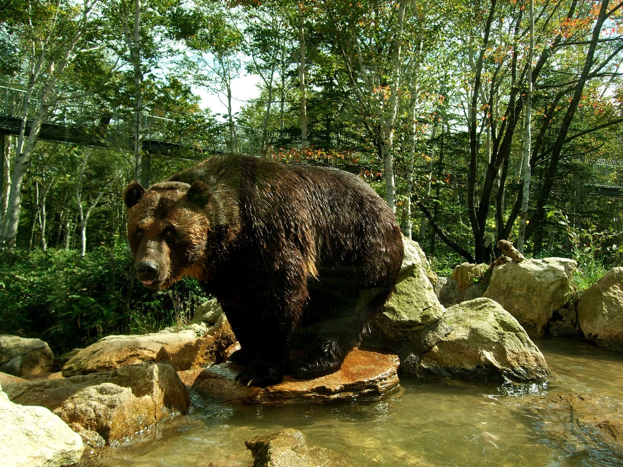 bear bear mountain hokkaido free photo