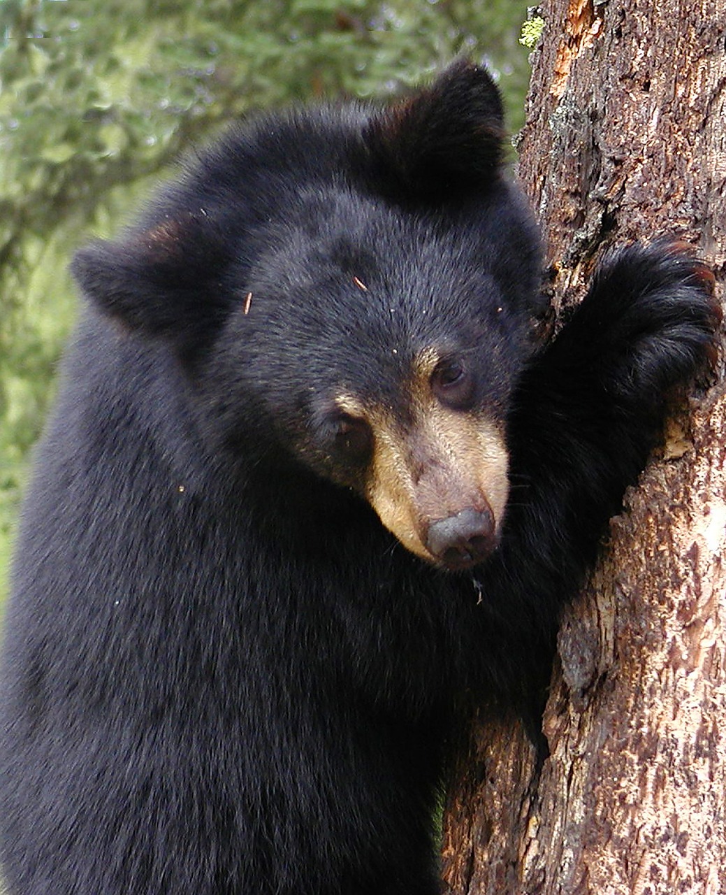 bear cub bear tree free photo