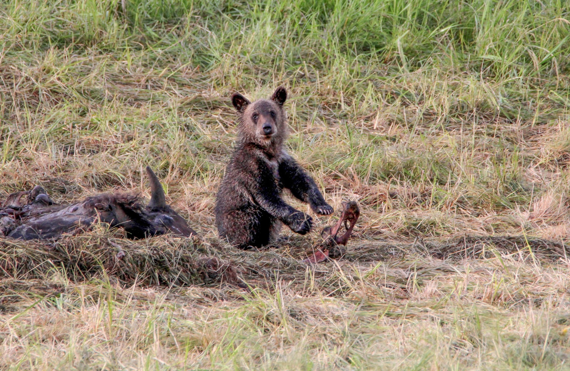 bear cub grizzly free photo